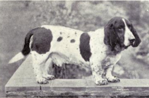 3-basset-hound