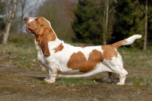 4-basset-hound
