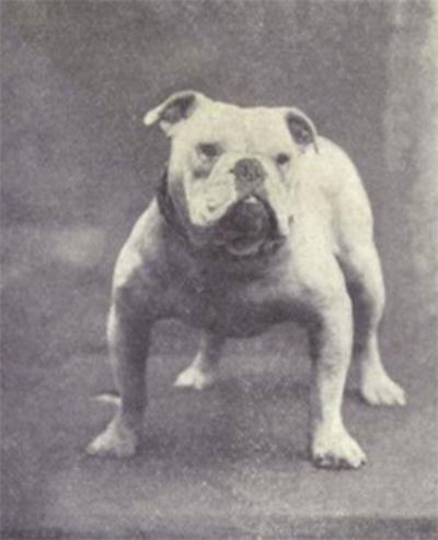 7-bulldog-anglais