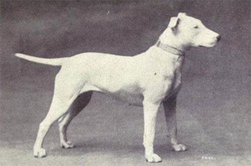 1-Bull-terrier