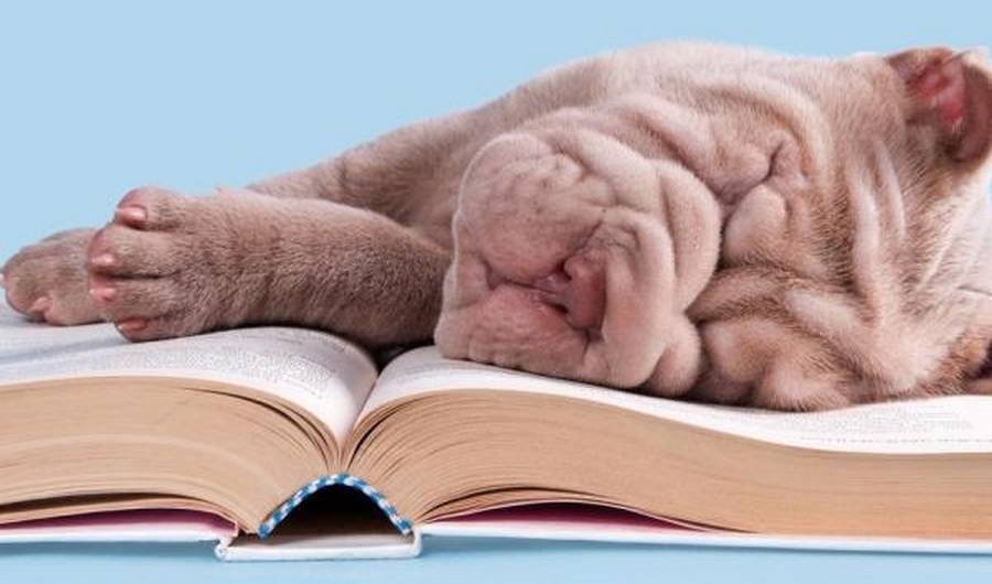 Les livres sur le dressage canin