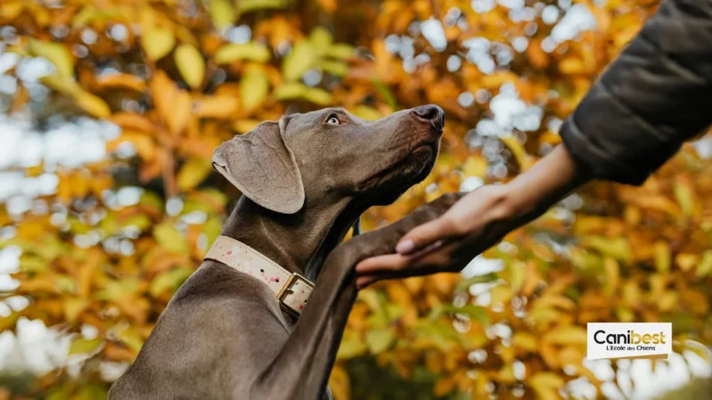 éducation canine en France et ailleurs dans le monde