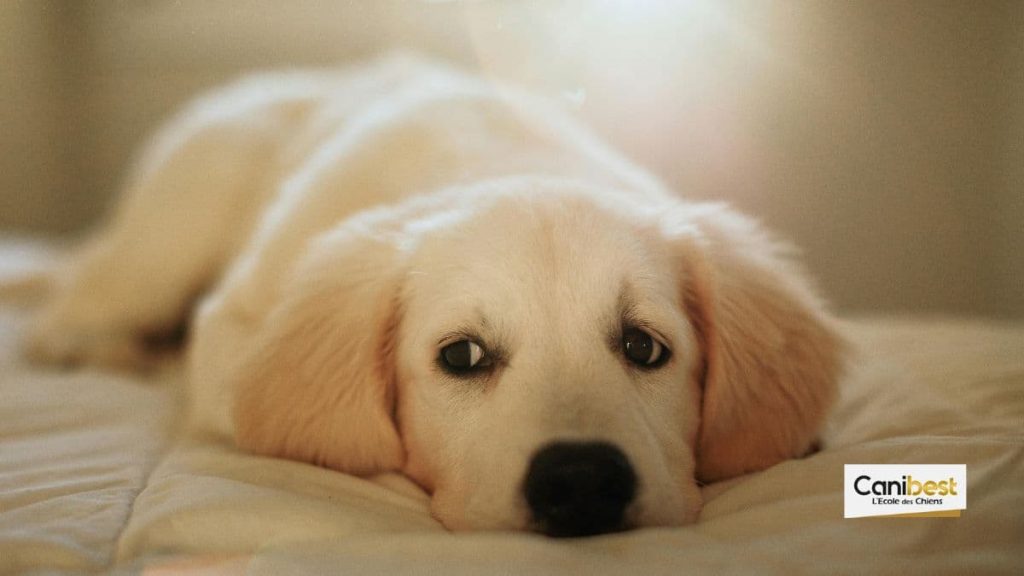 Conférence Et l'animal devint sensible