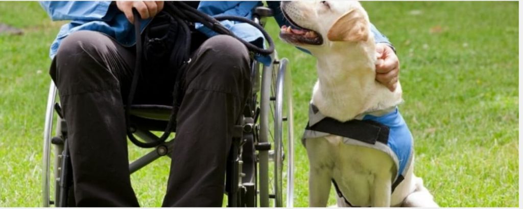 Paris offre 2 chiens d'assistance à des handicapés