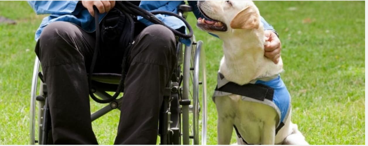 Paris offre 2 chiens d&rsquo;assistance à des handicapés