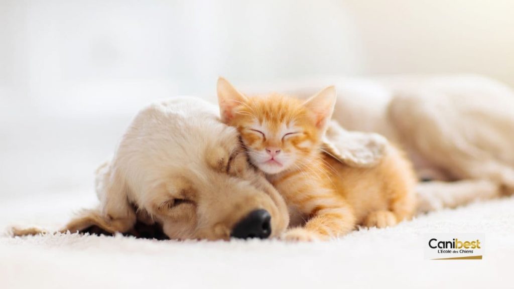 Vente de chiots et chatons