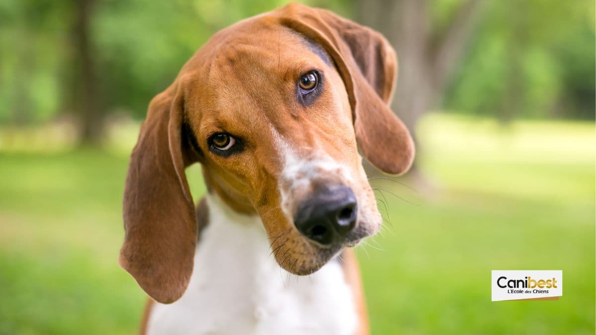 Pourquoi les chiens penchent la tête sur le côté ?
