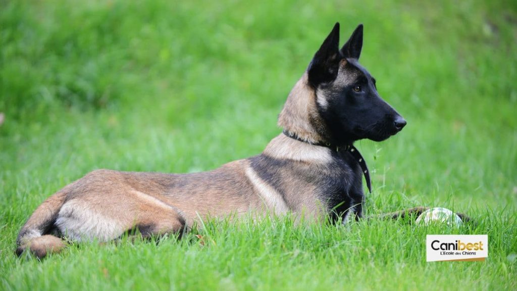 Un chien du RAID tué à Saint-denis
