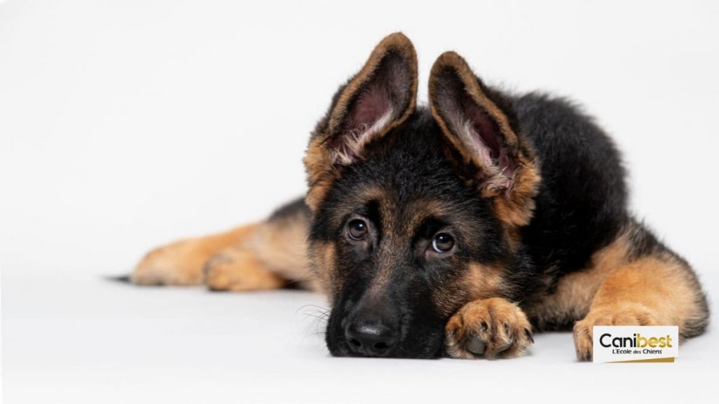 Un chiot offert par la Russie à la police française