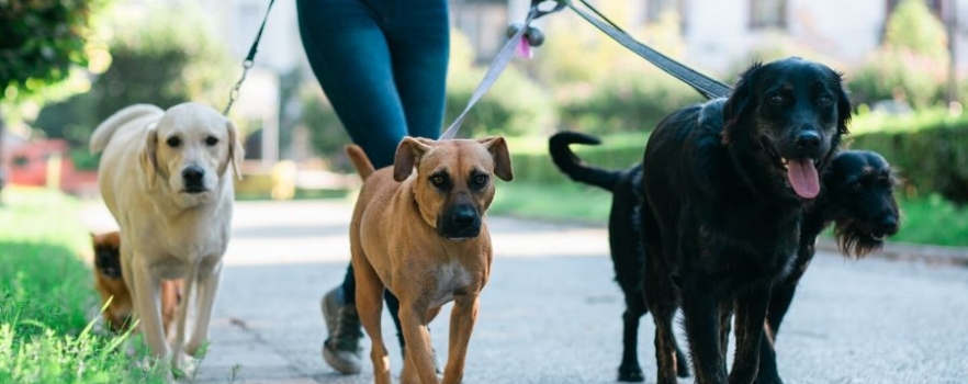 Bien choisir son pet-sitter – conseils et astuces