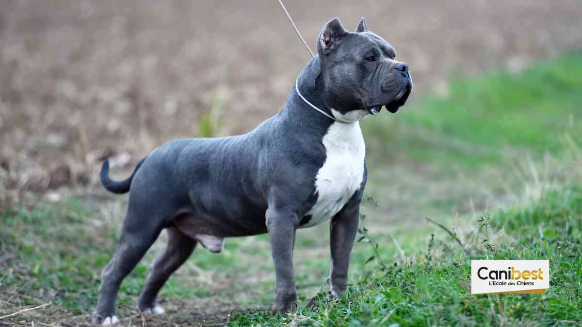 Les Pitbulls de nouveau autorisés.