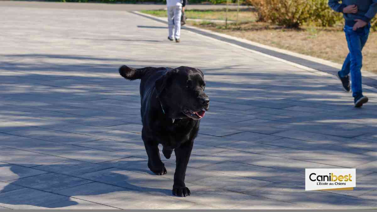 Quand Brigitte Macron promène Némo sur les Champs Elysées