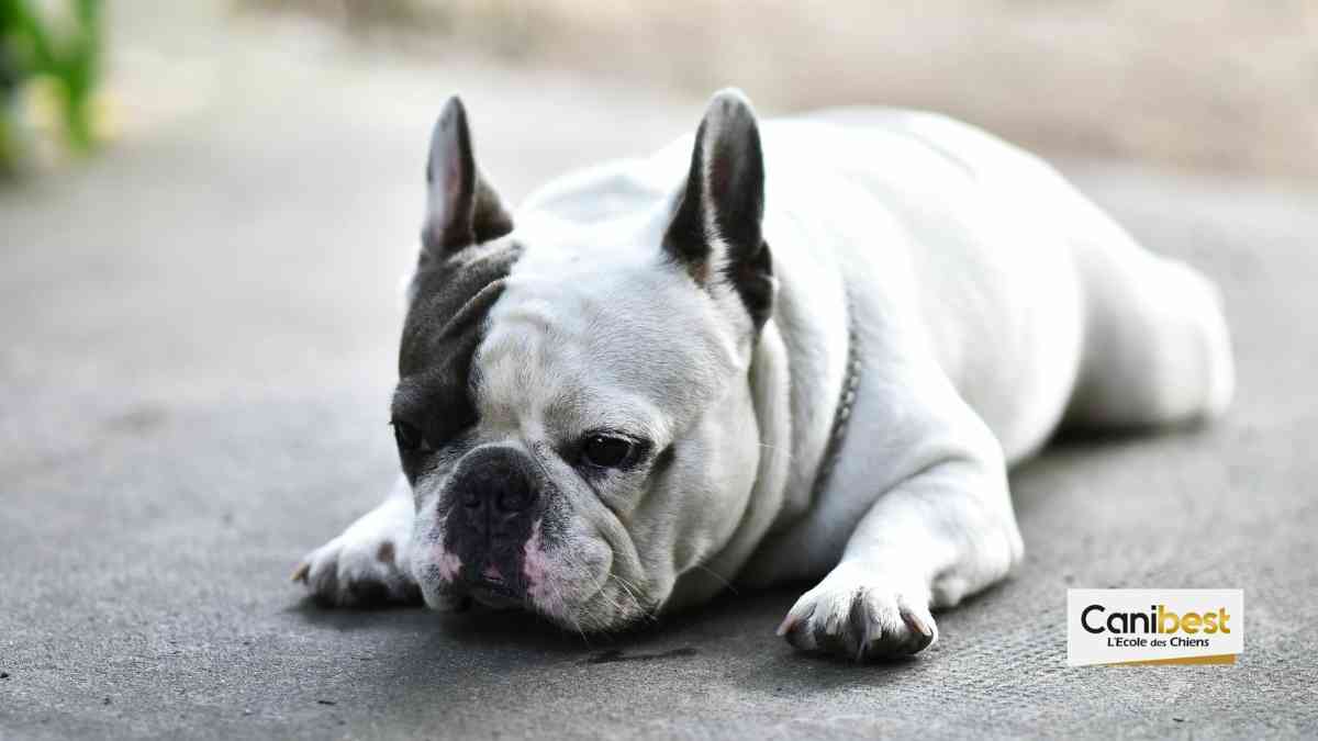 Quelles sont les races de chiens les plus abandonnées ?