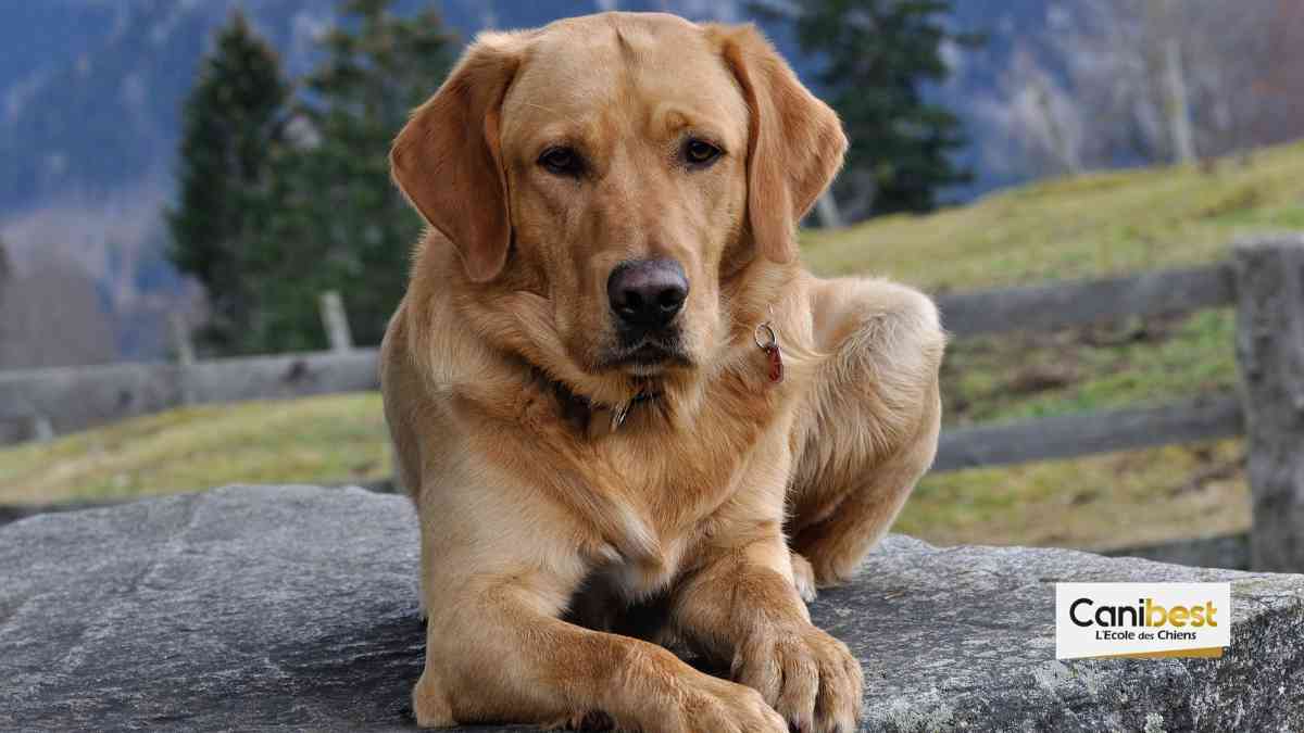 Un chien géant à l’effigie de Donald Trump