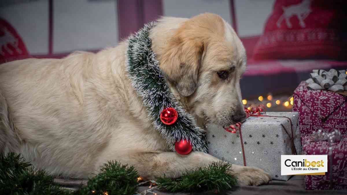 Un émouvant cadeau de noel offert par des lycéens
