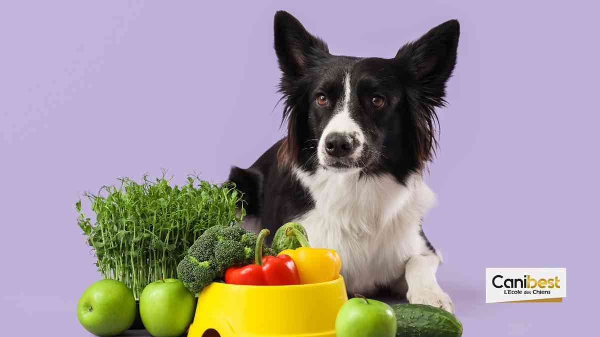 Un régime végétalien pour les chiens de refuge