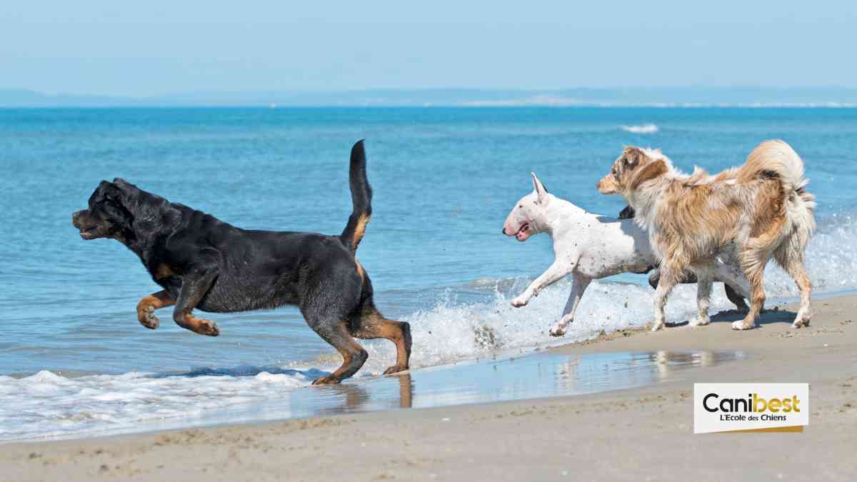 Vous pouvez désormais faire du chien de traineau sur… la plage
