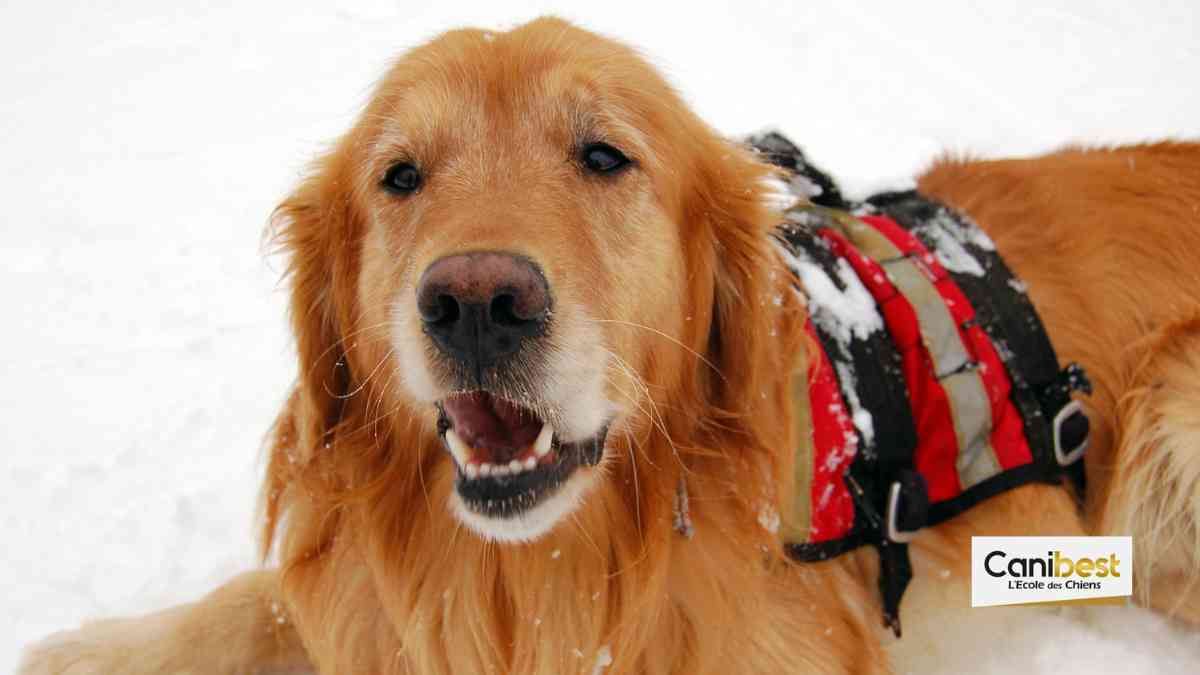 Comment les chiens d’avalanche sont-ils formés ?