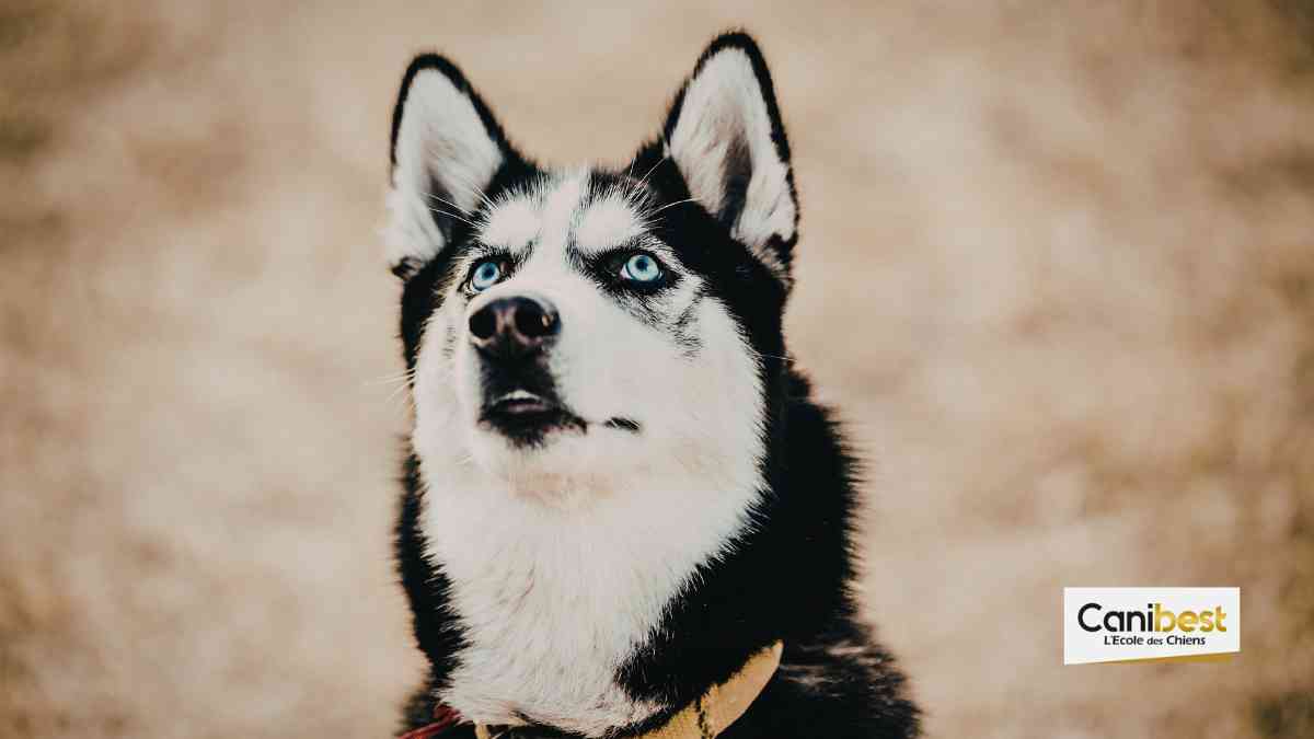 Pourquoi les Huskies ont-ils les yeux bleus ?