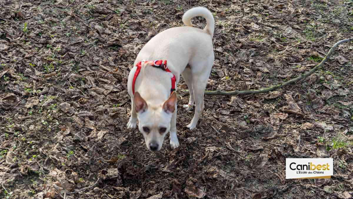 Le championnat de France de chiens truffiers aura lieu Samedi