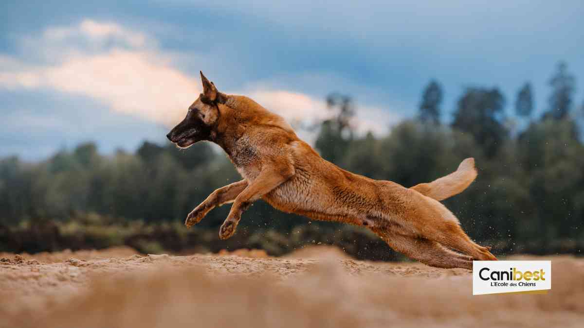 Quel est le chien le plus apprécié dans votre région ?