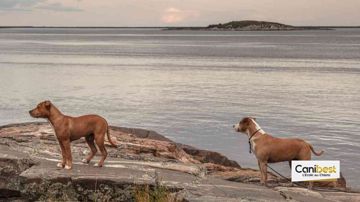 Rennes : « L’île aux chiens » pour ouvrir le festival d’animation