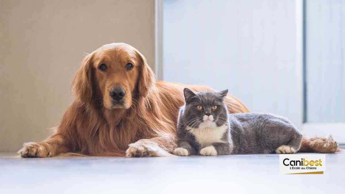 Canibest assure l&rsquo;animation du salon chiens et chats à Paris