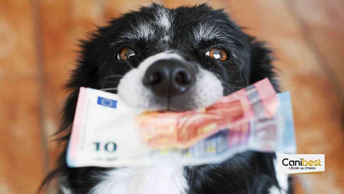 Combien les Français dépensent-ils pour leur animaux ?