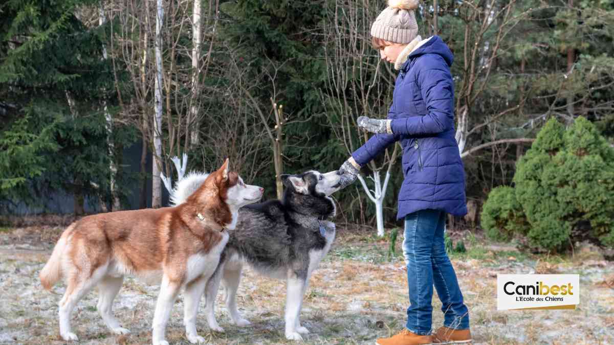 Rennes : Votre nouvel éducateur canin Canibest bientôt disponible