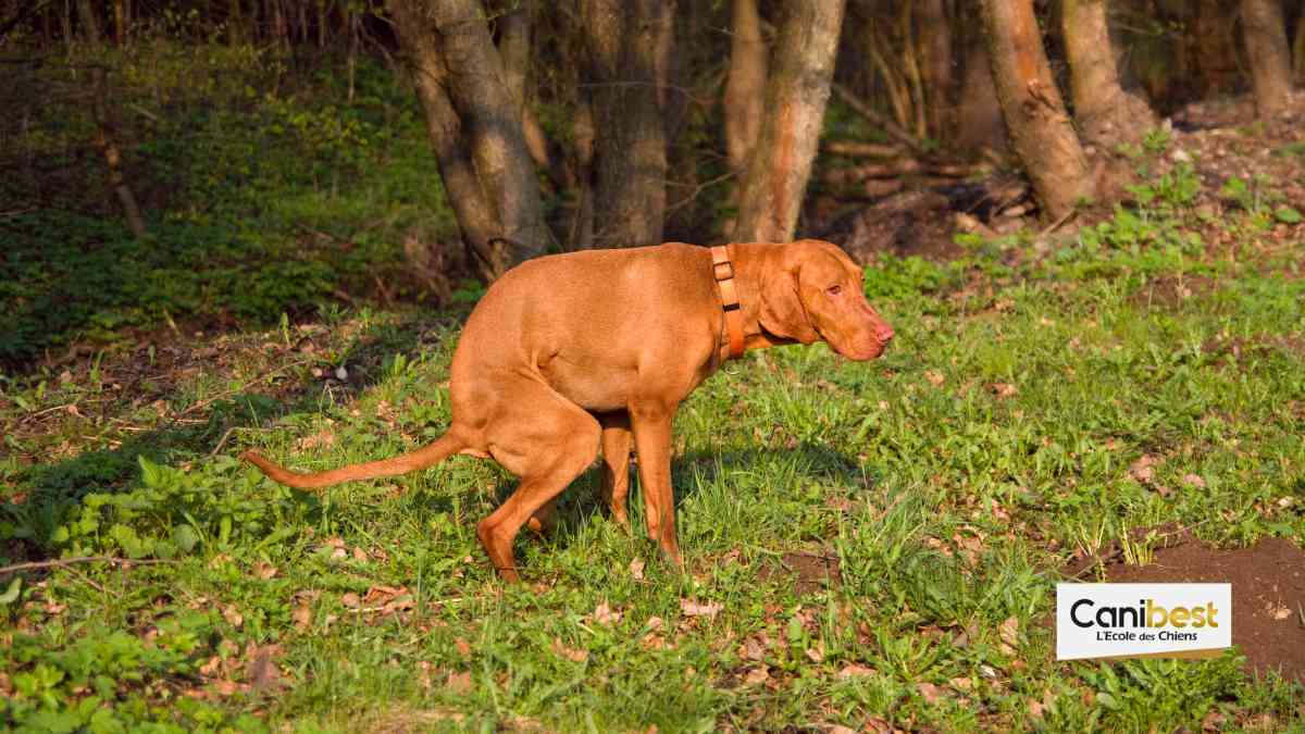 A Hyères dans le var une crotte de chien pourra vous couter 168 €