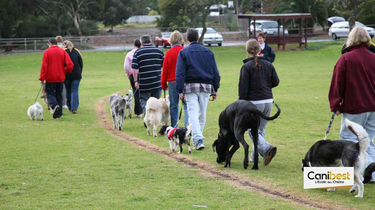 Le championnat de France d’obéissance canine bientôt dans les Yvelines