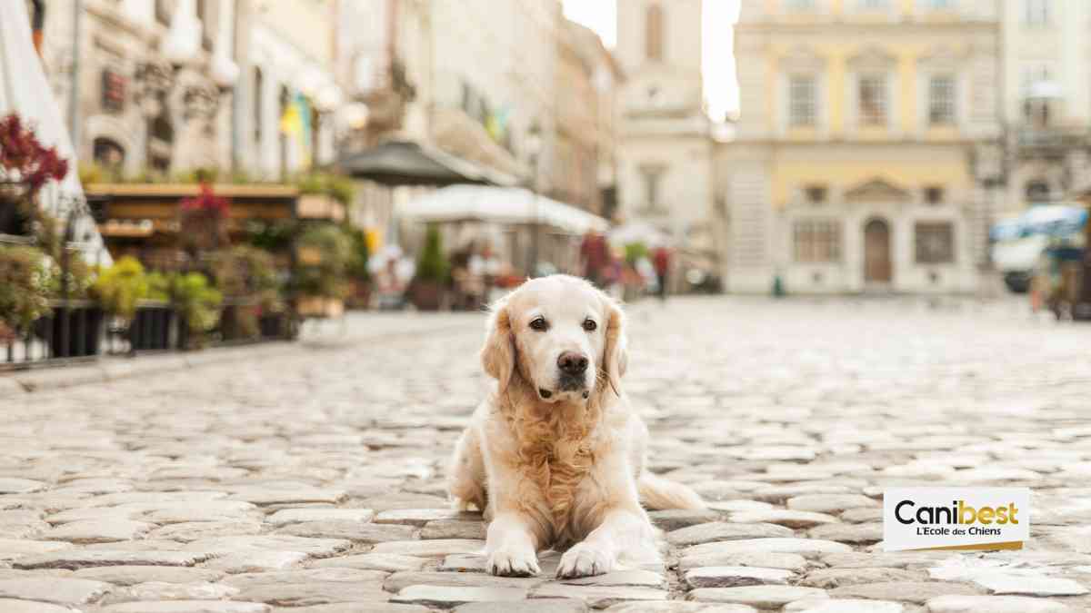 Le classement 2018 des villes les plus accueillantes pour les chiens