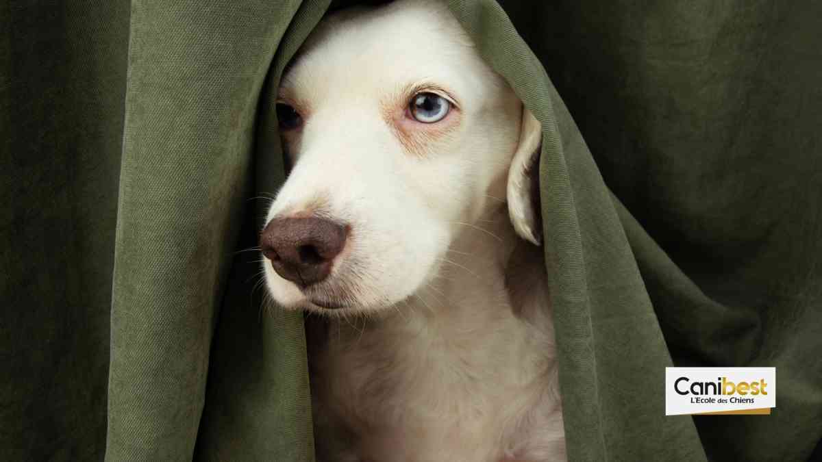 Pourquoi votre chien a-t-il peur de l’orage ? Et comment réagir ?