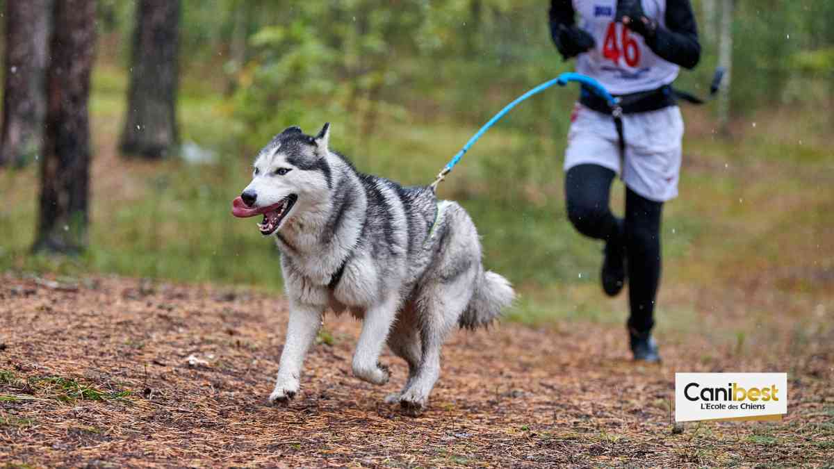 Un Canicross organisé par les scouts et guides de France.
