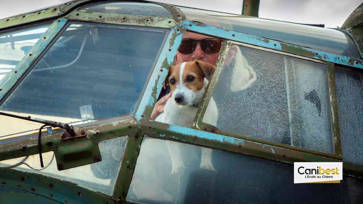Un chien pour protéger les avions.