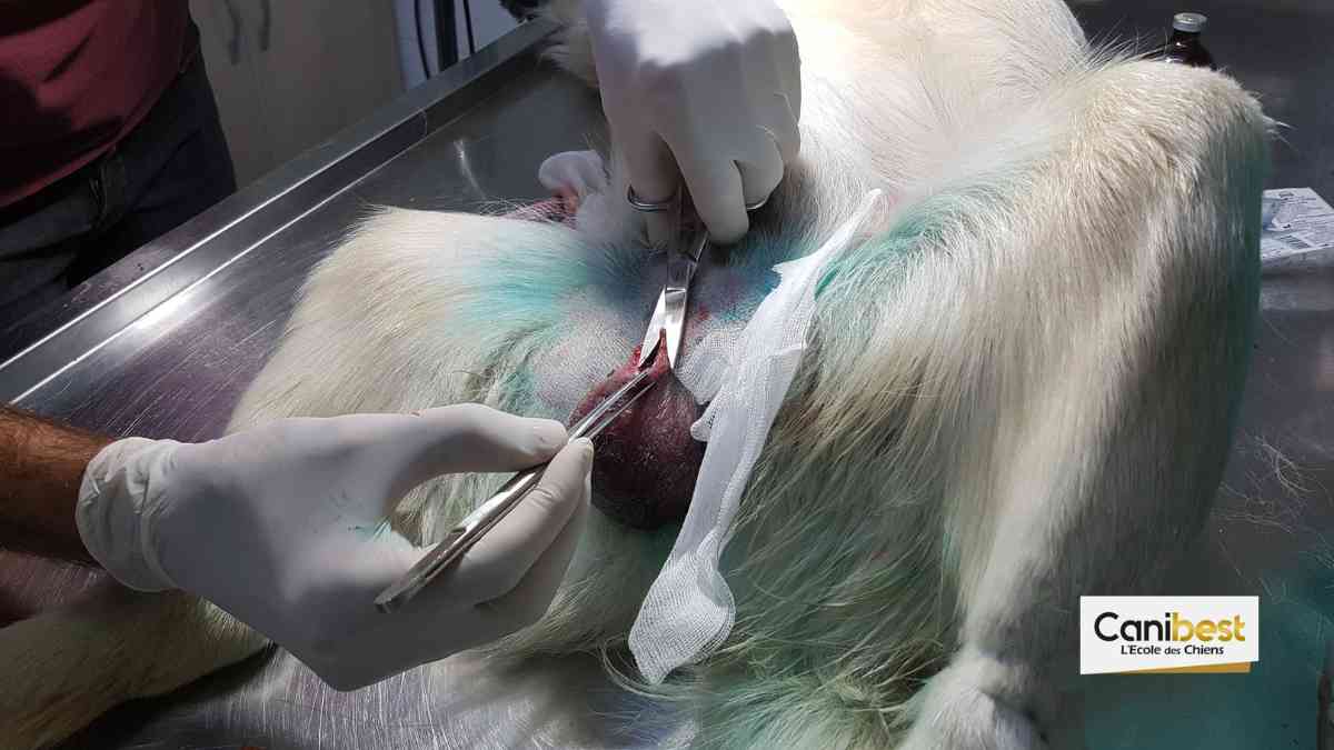 Il invente de faux testicules pour chien et devient millionnaire