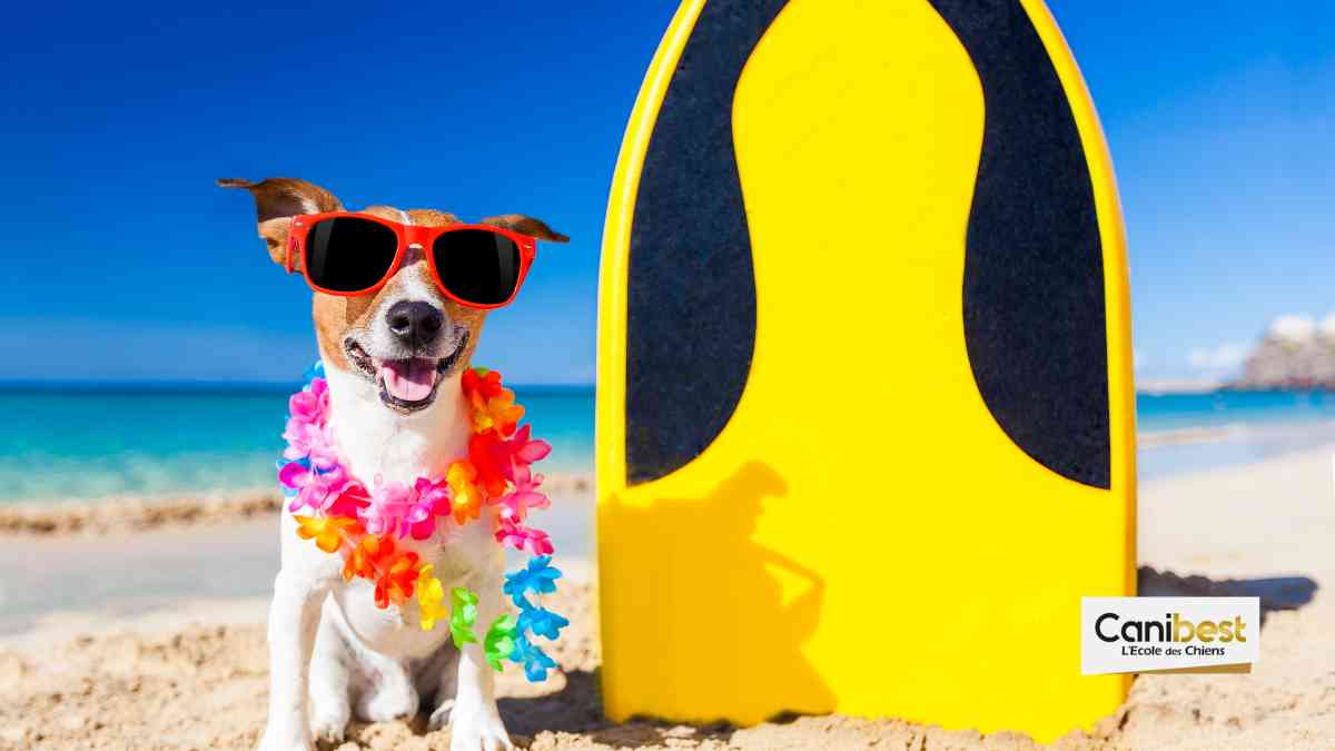 La « Caniplage » de Meaux n’aura tenu que 2 semaines.