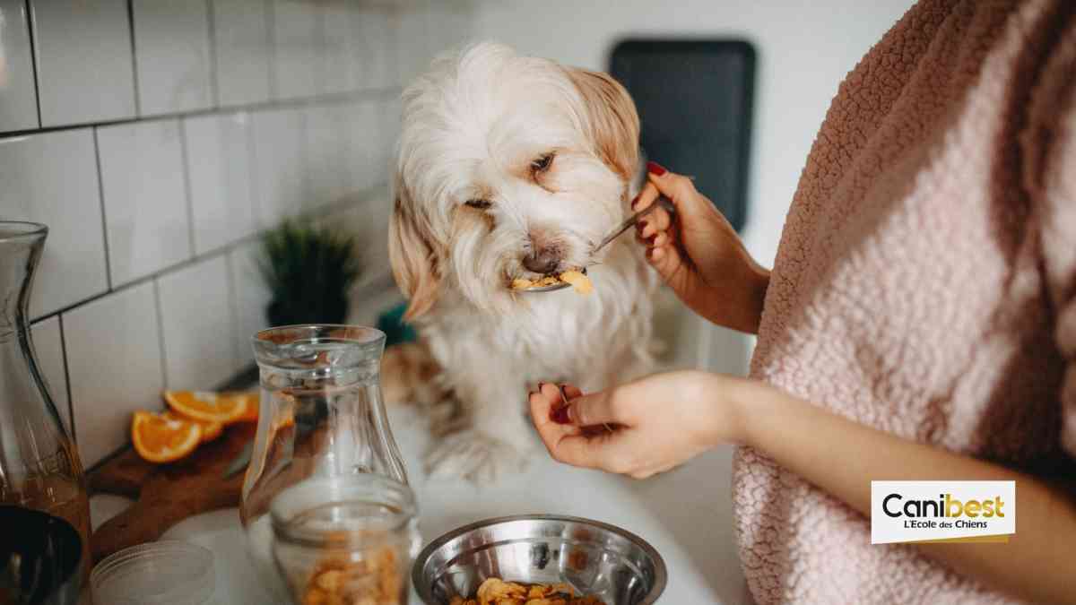 Les nouvelles habitudes alimentaires de nos animaux de compagnie