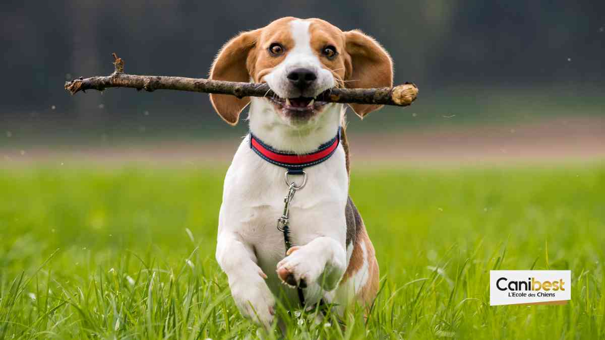 L’histoire touchante du chien de Meghan, future épouse du prince Harry