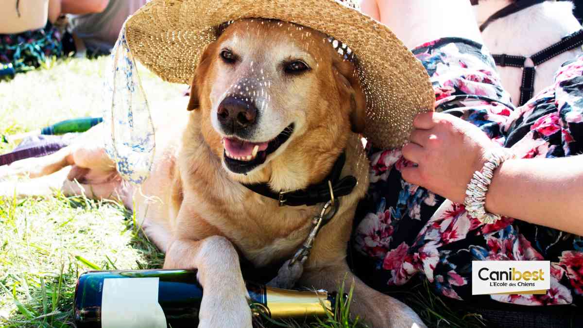 La fête du chien d'Ollières dans le var a lieu ce Dimanche 1er Juillet