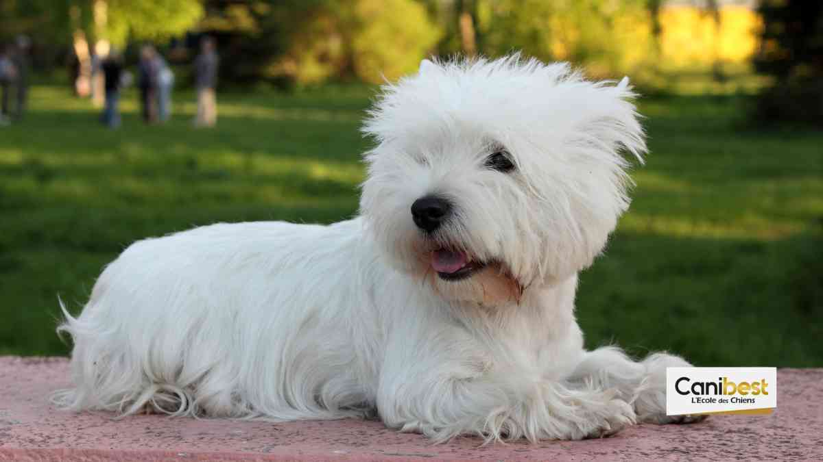 Le chien de Martin Scorsese serait «féroce», une plainte est en cours