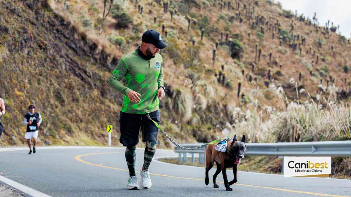 Les précautions à prendre lorsque vous allez courir avec votre chien.