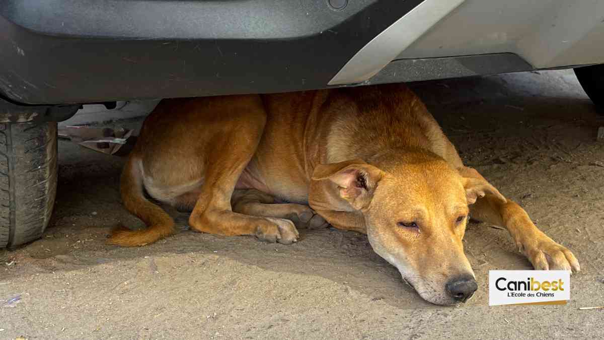 6 minutes : c’est le temps qu’un chien peut survivre en pleine chaleur