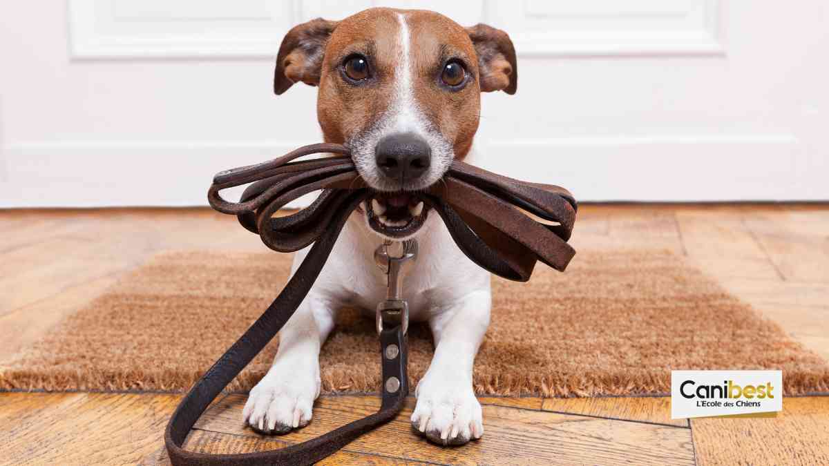 Les laisses de plus de 1m50 désormais interdites à Nogent (94)