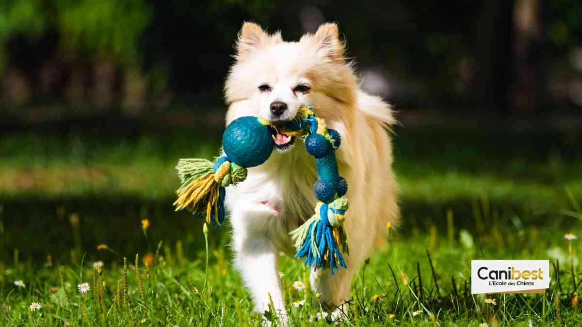 Un parc à chiens désert dans le XVII ème arrondissement de Paris