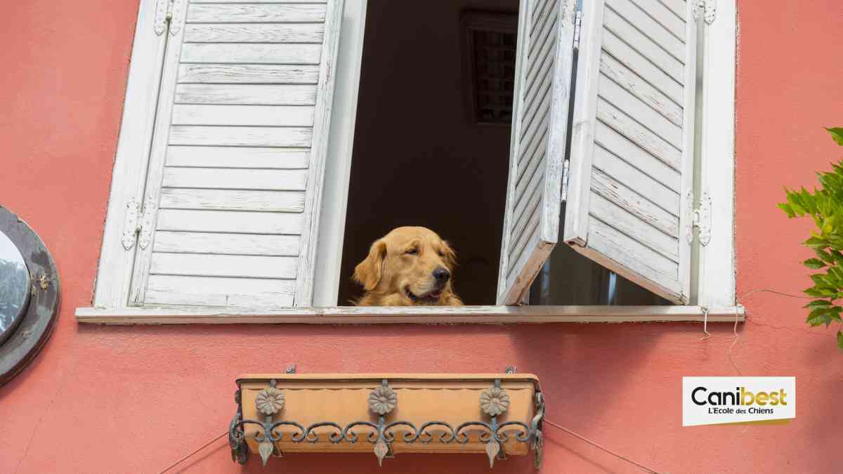 Un immeuble réservé aux propriétaires de chiens