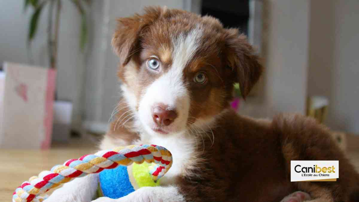 Une école pour chiots gratuite à Grenoble