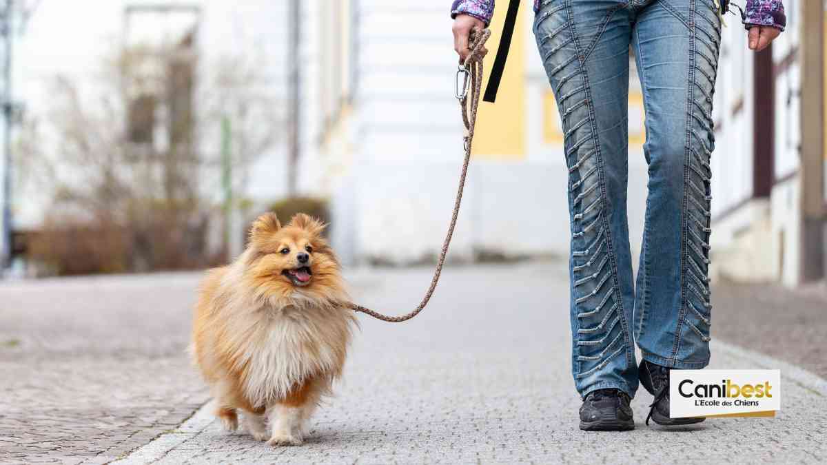 Les chiens seront bientôt bichonnés par la mairie de Paris.