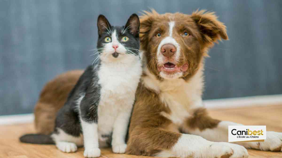 Ils louent des chiens et des chats !!!