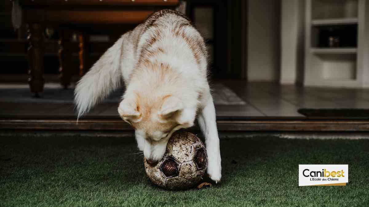 Un chien fan de l'équipe de foot de Strasbourg 